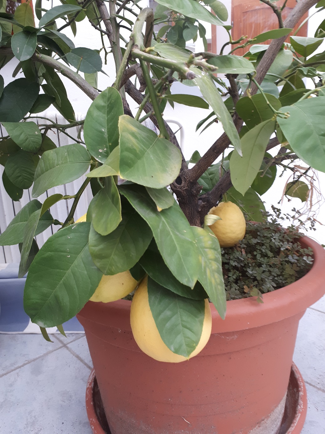 Citrus